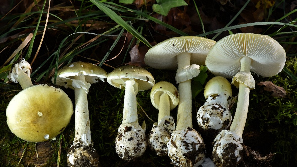 At least three dead from eating Death Cap mushrooms in California – NBC 7 San Diego