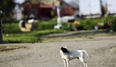 A stray dog looks around in Matheny Tract.