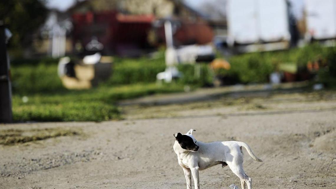 A stray dog looks around in Matheny Tract.