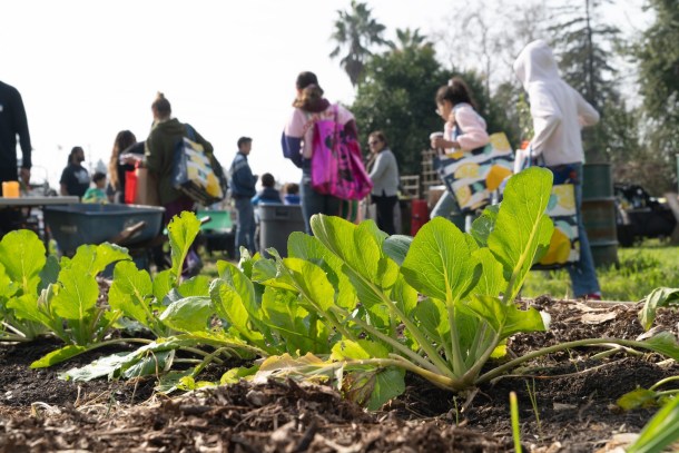 Color the Block, South Central Sacramento Community Garden on January 31, 2026. Roberta Alvarado, OBSERVER