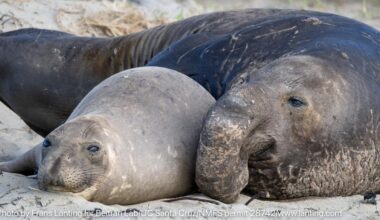 Two seals resting closely together on a sandy beach.