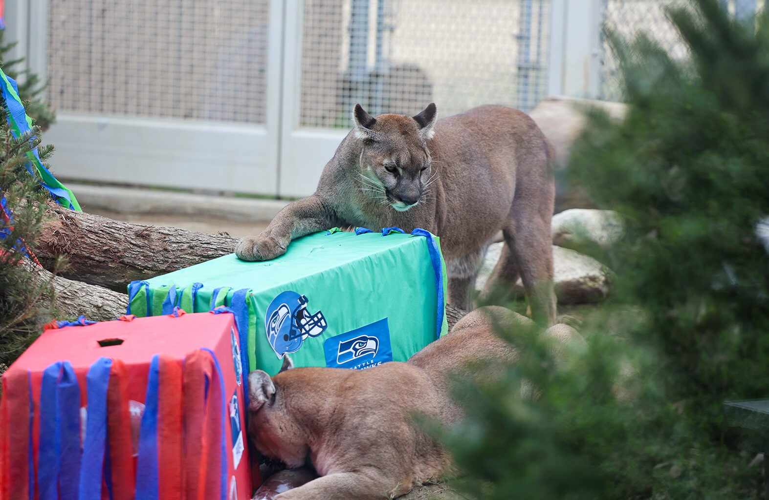 CALM Zoo’s Cats of California Pick Seattle Seahawks to Win the Super Bowl