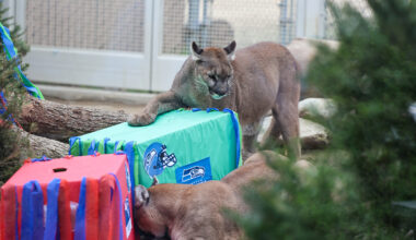 CALM Zoo’s Cats of California Pick Seattle Seahawks to Win the Super Bowl