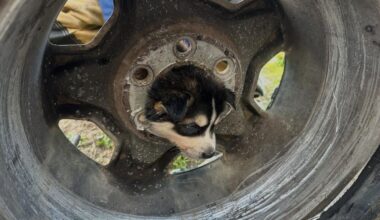 Firefighters from Engine 89 freed a puppy that became stuck in a vehicle's tire wheel, with the animal walking away unharmed. (CalFire)