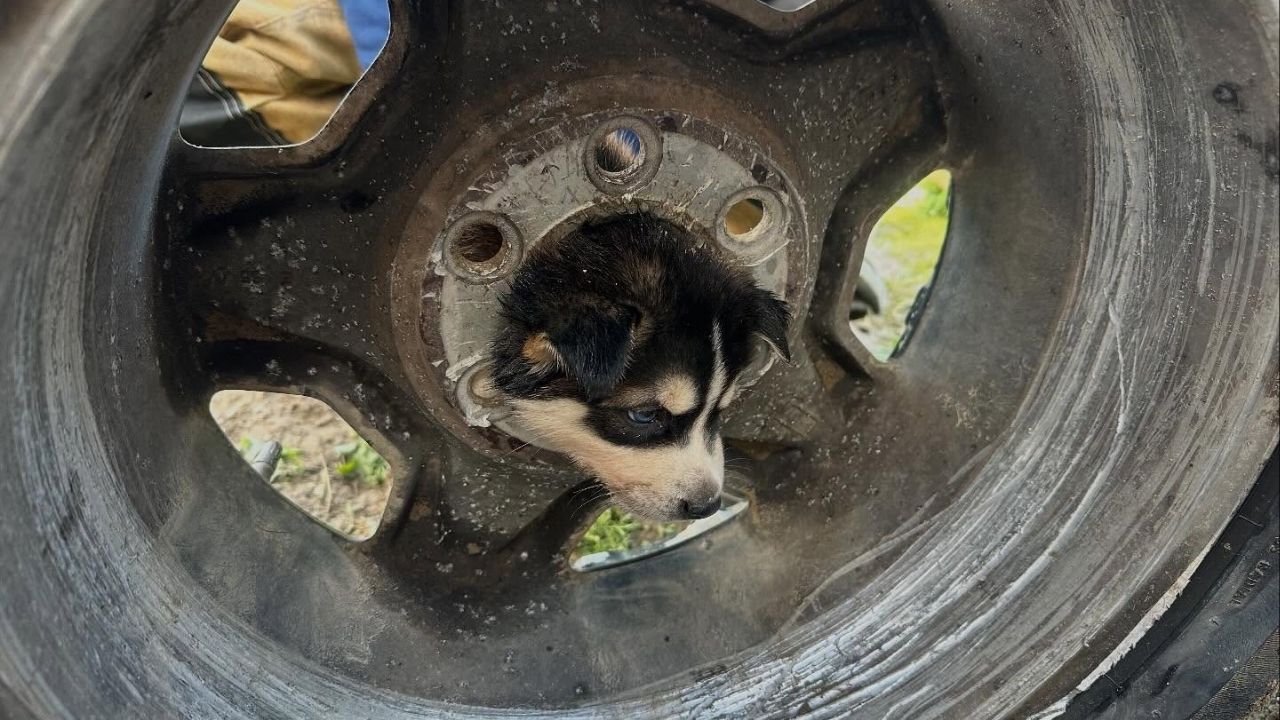 Firefighters from Engine 89 freed a puppy that became stuck in a vehicle's tire wheel, with the animal walking away unharmed. (CalFire)