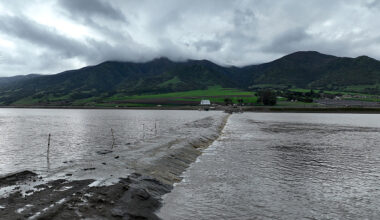 At least 3 people have died from eating Death Cap mushrooms in California