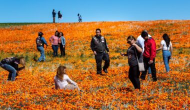 Will Southern California finally get a super bloom this year? – NBC Los Angeles