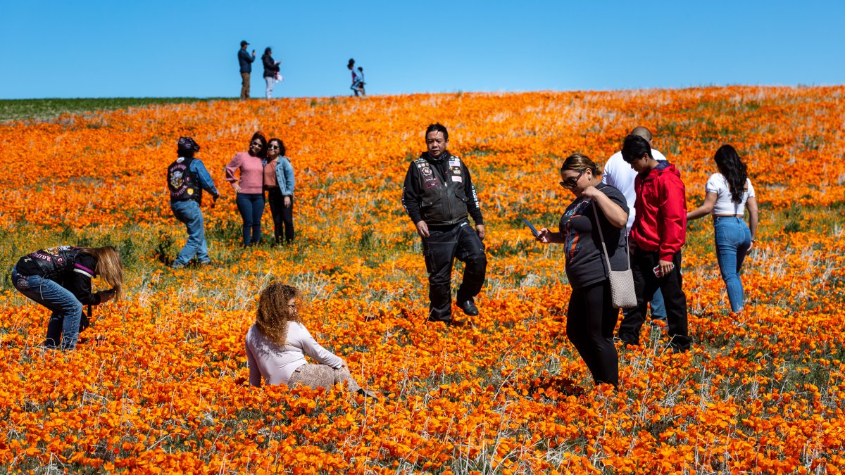 Will Southern California finally get a super bloom this year? – NBC Los Angeles