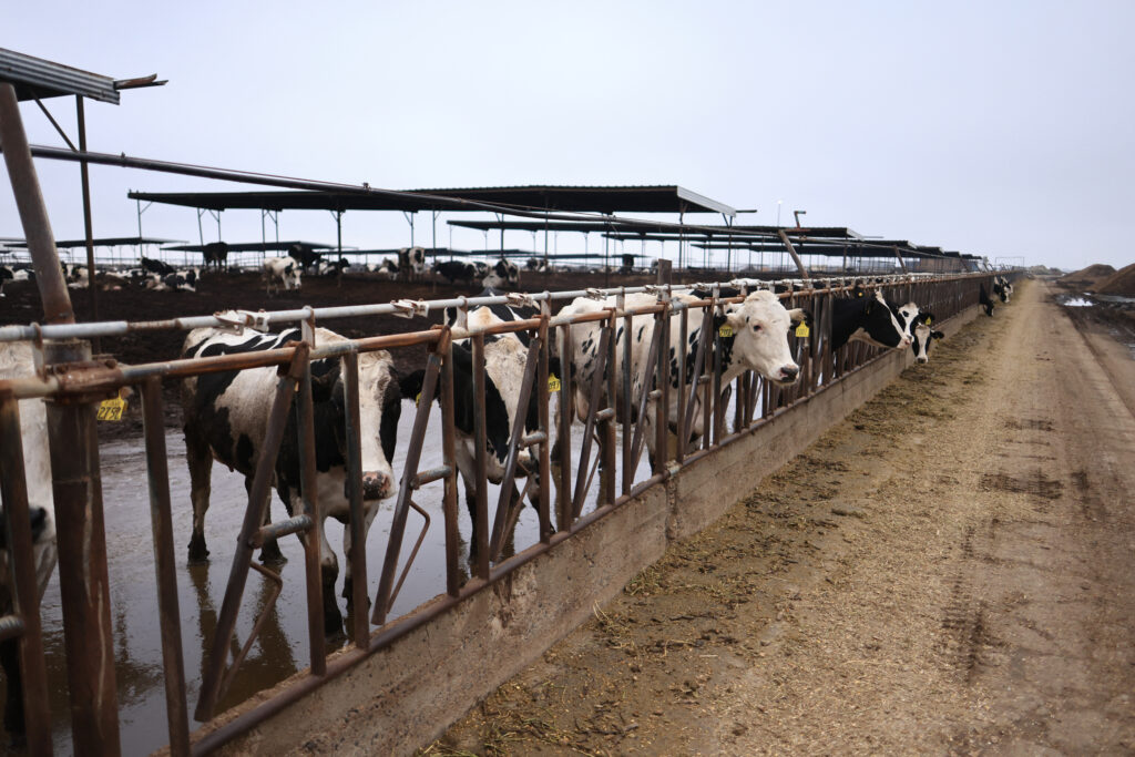 Cattle are seen at a dairy farm in Porterville, Calif. Credit: David Swanson/AFP via Getty Images