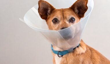 Some San Diego pets can get spayed/neutered for free Wednesday – NBC 7 San Diego