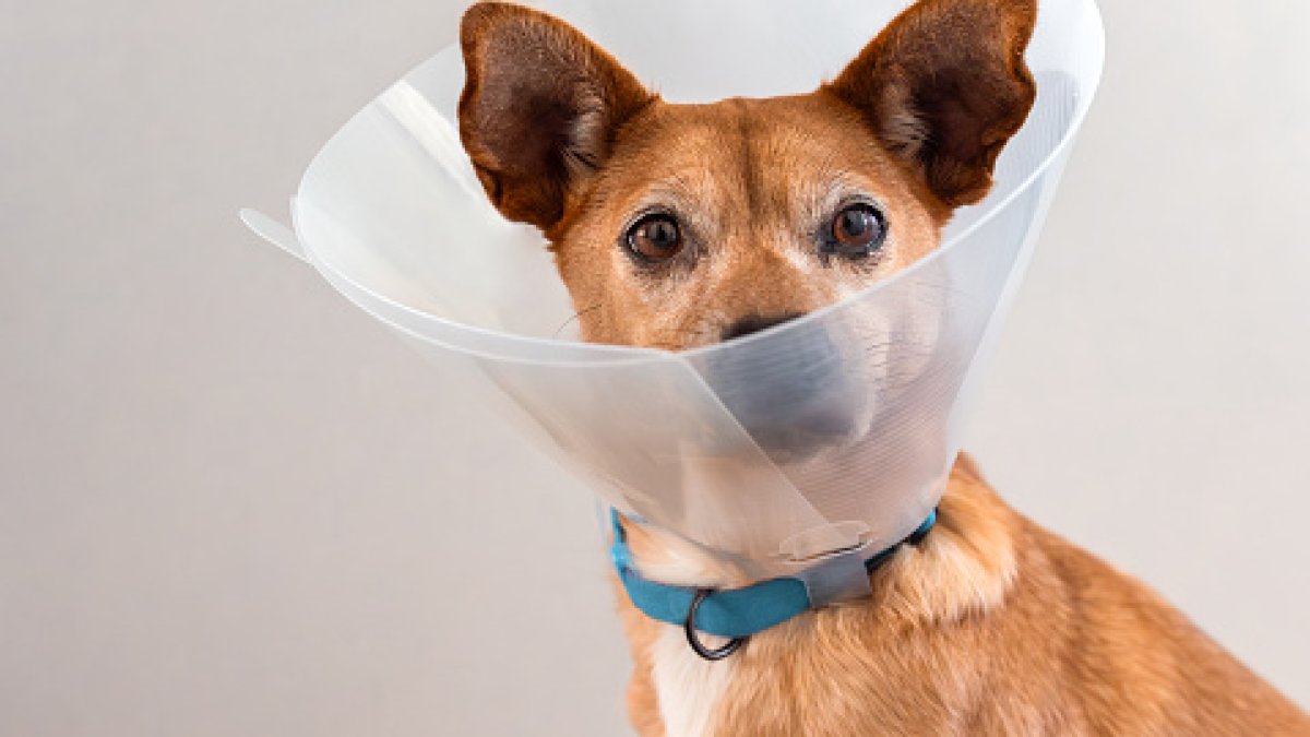 Some San Diego pets can get spayed/neutered for free Wednesday – NBC 7 San Diego