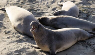 First cases of deadly avian flu detected among California elephant seals