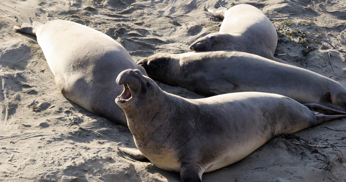 First cases of deadly avian flu detected among California elephant seals