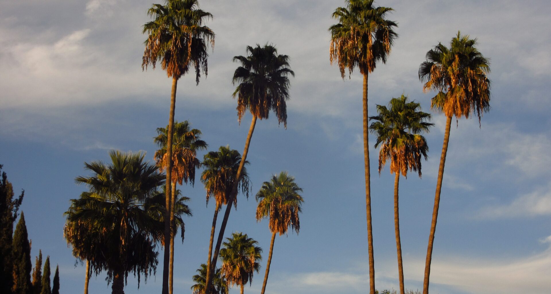 Palm Trees