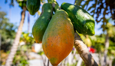 A local resident wants to transform a vacant lot into a community garden