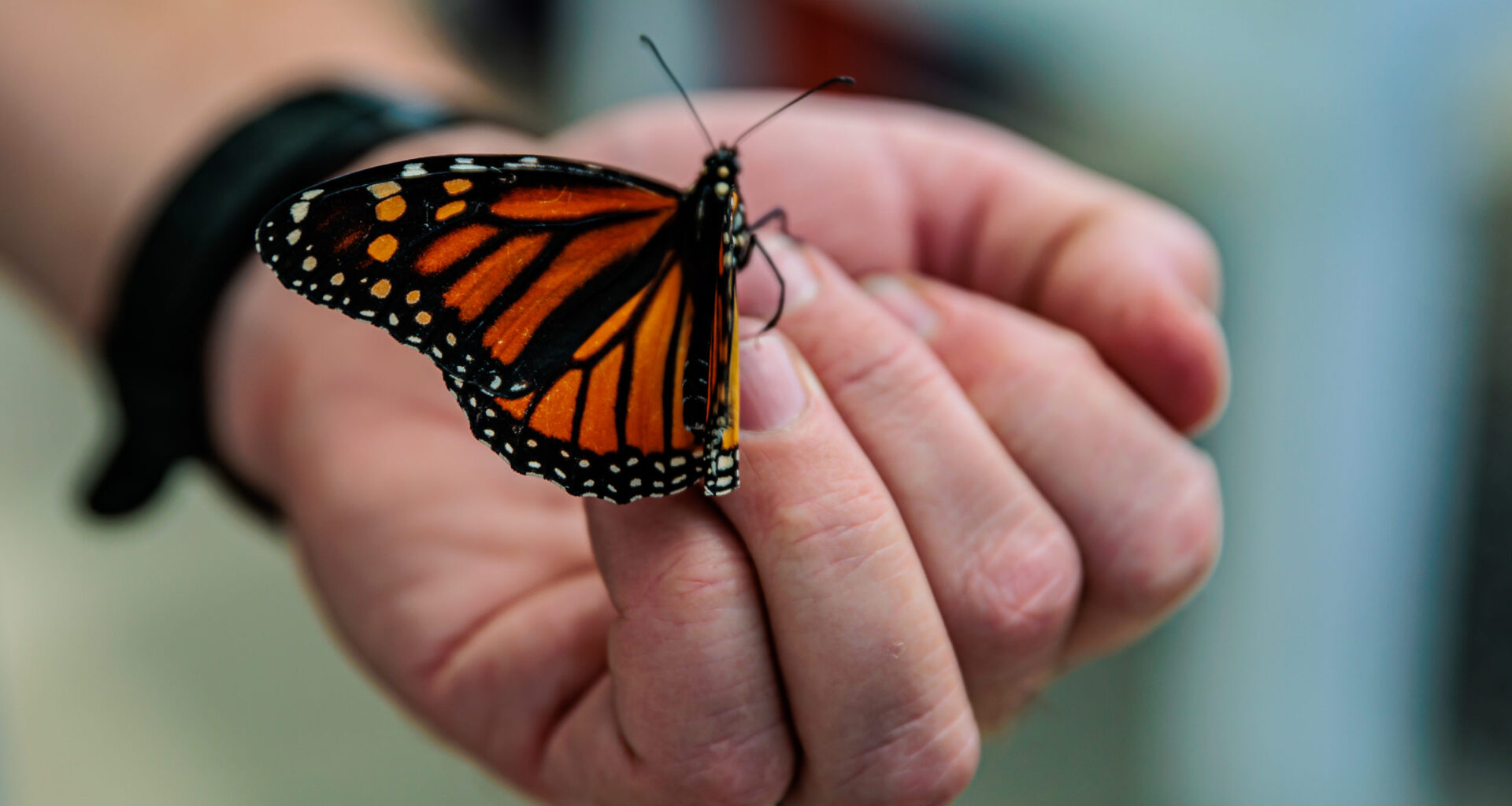 Celebrate local biodiversity with Willow Springs’ Nature Days