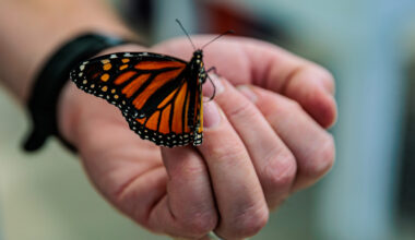 Celebrate local biodiversity with Willow Springs’ Nature Days