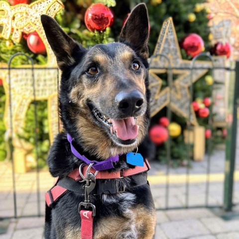 Despite a successful recent adoption weekend, Oakland Animal Services still has dozens of dogs available for adoption, such as Baldwin above. For information about him, visit oaklandanimalservices.org/adopt/dogs. (photo courtesy of Oakland Animal Services)