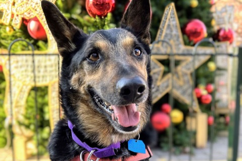 Oakland animal shelter's euthanasia crisis abates for now