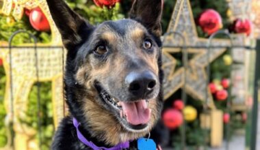 Oakland animal shelter's euthanasia crisis abates for now