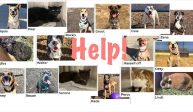 How Negligent are OC Cities in Their Contract with the County Animal Shelter?