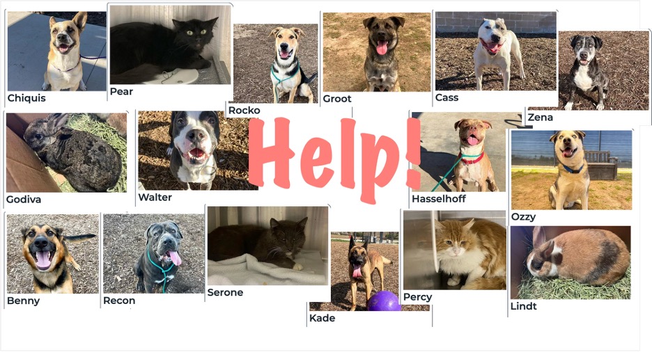 How Negligent are OC Cities in Their Contract with the County Animal Shelter?