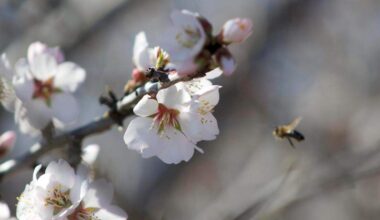 A honeybee buzzes between branches of an almond tree in one of Sarbdeep Atwal’s orchards on Friday, Feb. 14, 2025. The California State Beekeepers Association expects too few bees for California’s almond bloom due to a nationwide shortage.