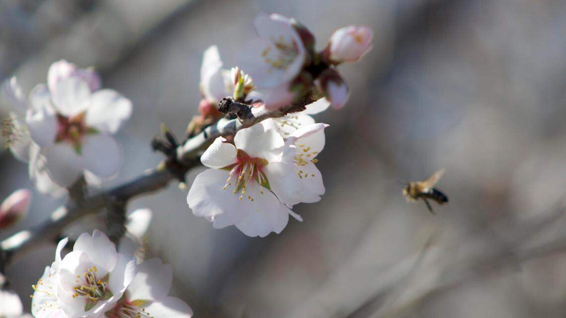 A honeybee buzzes between branches of an almond tree in one of Sarbdeep Atwal’s orchards on Friday, Feb. 14, 2025. The California State Beekeepers Association expects too few bees for California’s almond bloom due to a nationwide shortage.