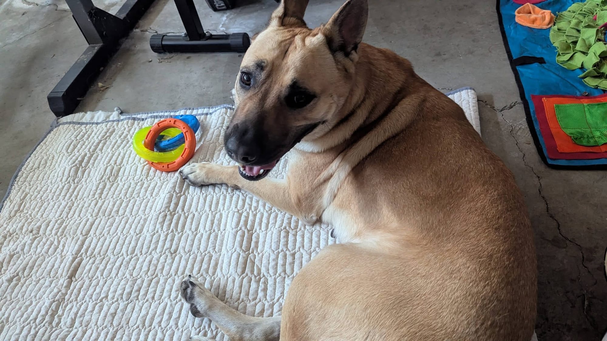 A happy beige dog rests on a white blanket.