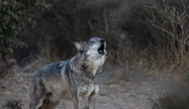 Feed your ex to the wolves: A Valentine's Day special