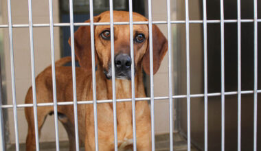 A Look at More Dogs Available For Adoption at Orange County’s Animal Shelter