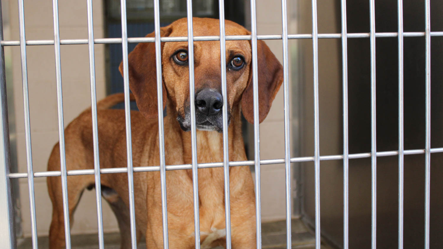 A Look at More Dogs Available For Adoption at Orange County’s Animal Shelter