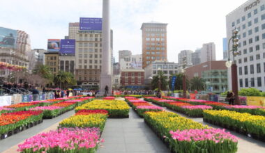 Over 80,000 Free Tulips Will Be Up For Grabs In San Francisco's Union Square For 1 Day Only This Month