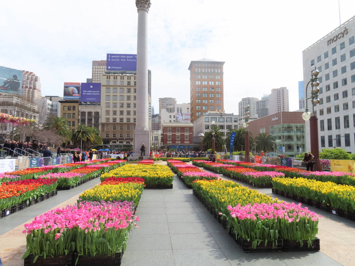 Over 80,000 Free Tulips Will Be Up For Grabs In San Francisco's Union Square For 1 Day Only This Month