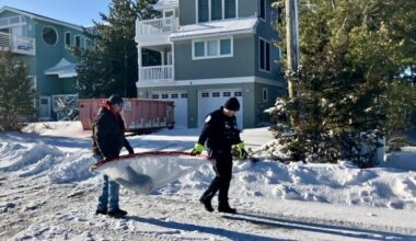 Grey Seal Caught Napping on Long Beach Boulevard in Harvey Cedars