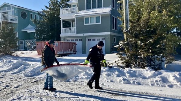 Grey Seal Caught Napping on Long Beach Boulevard in Harvey Cedars