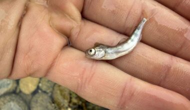 Dead Chinook salmon on Saturday likely caused by the sudden drop in flows in the lower Yuba River following the penstock rupture at the New Colgate Powerhouse.