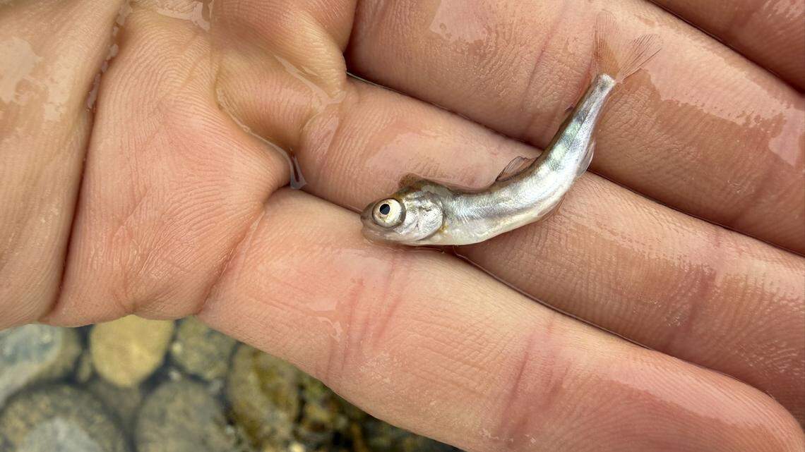 Dead Chinook salmon on Saturday likely caused by the sudden drop in flows in the lower Yuba River following the penstock rupture at the New Colgate Powerhouse.