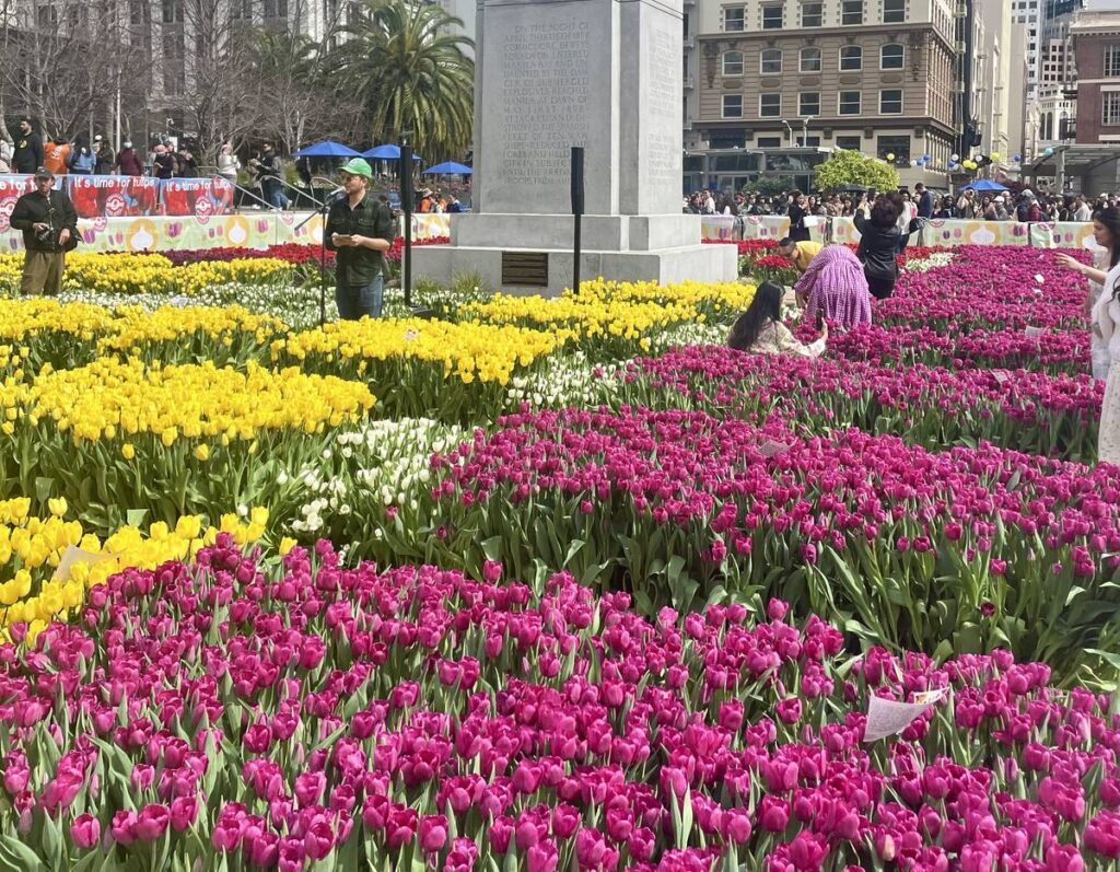 Colorful tulips in Union Square for Flower Bulb Day in Sf