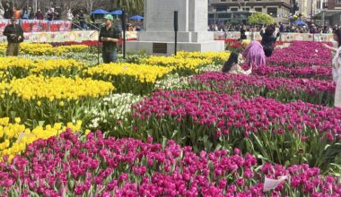 Pick A Free Bouquet From A Flower Garden With Over 80,000 Tulips In Downtown SF — For One Day Only