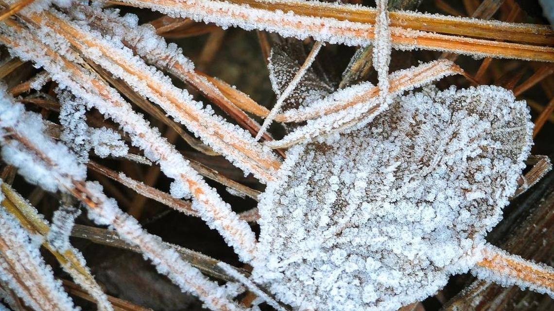 Fresno CA weather: Freeze watch, wind advisory & forecast