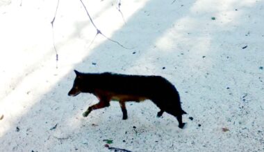 First gray wolf enters Los Angeles County in 100 years – Daily News