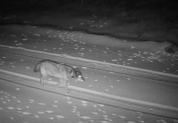 A remote camera shows a female gray wolf, BEY03F, wandering in Tulare County on Jan. 13, 2026. BEY03F then traveled hundreds of miles into Los Angeles County on Saturday, Feb. 7, when her collar gave a signal to wildlife agencies that she was north of Santa Clarita in the San Gabriel Mountains. On Monday, Feb. 9, her signal indicated she went back north into Kern County, east of Lebec. (Photo Courtesy of California Fish and Wildlife)