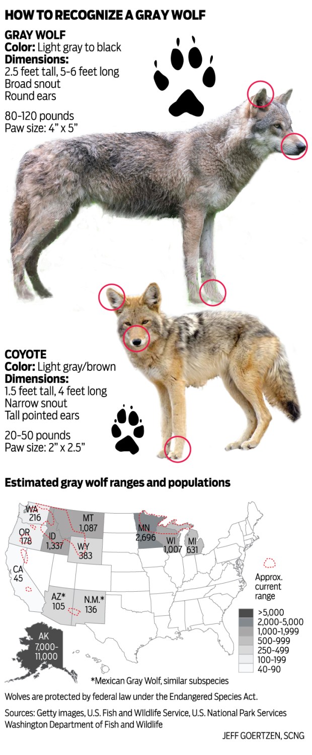 Gray wolves, (Canis lupus) is an endangered species. Some mistake them for coyotes. One has ventured into LA County for the first time in a century. 