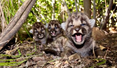 Mountain lions in Southern California get permanent, protective status from state commission – Daily News