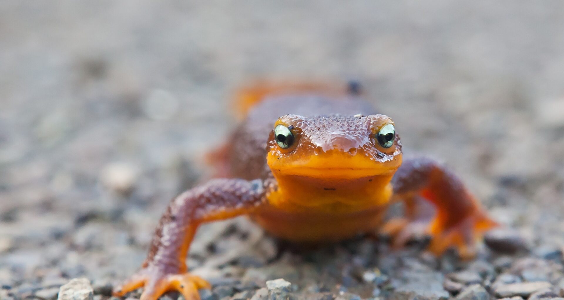 Winter Rains Bring the Newts — and Here’s Where to See Them in the Bay Area