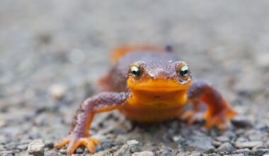 Winter Rains Bring the Newts — and Here’s Where to See Them in the Bay Area