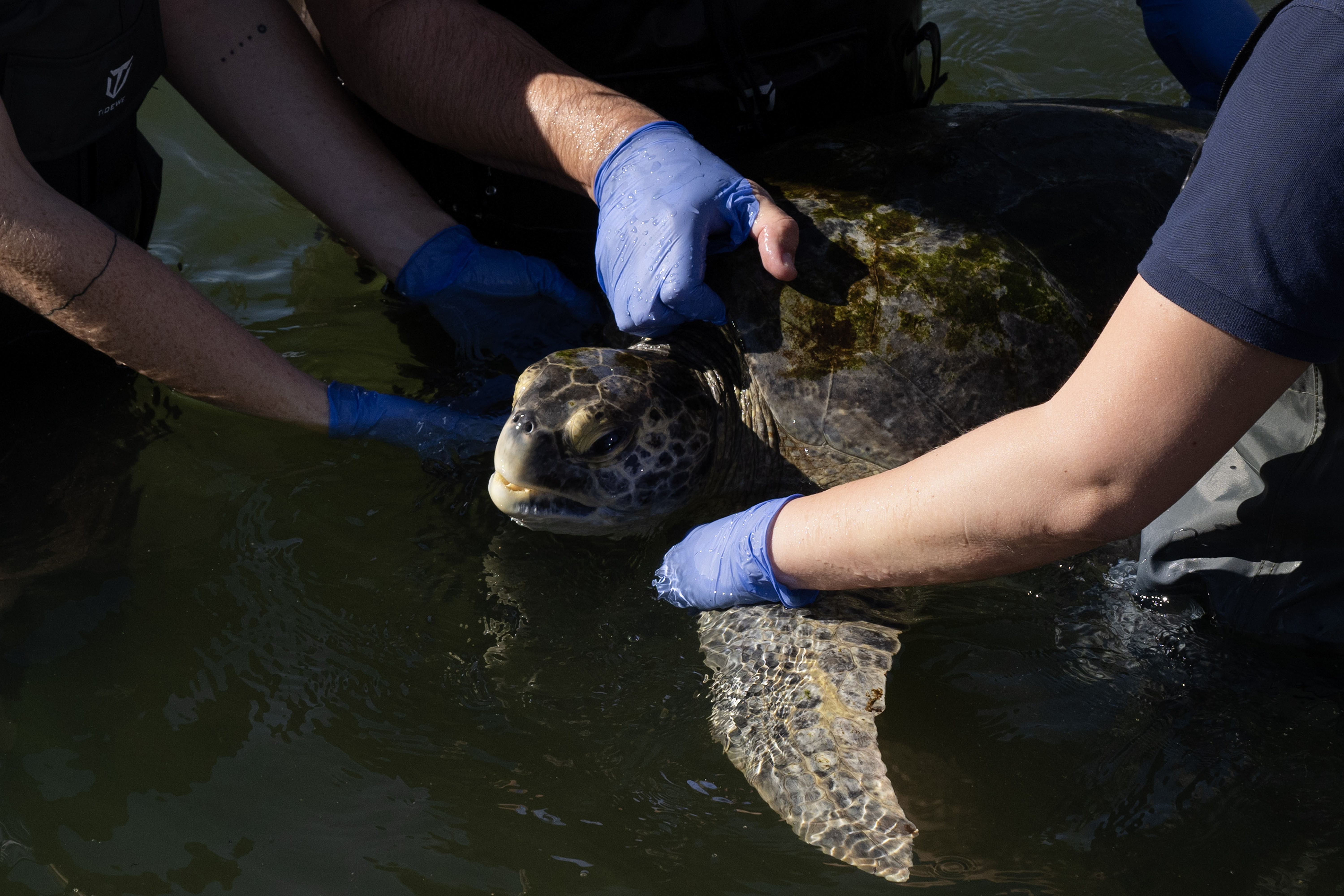 Aquarium of the Pacific staff release Porkchop, a three-finned sea...