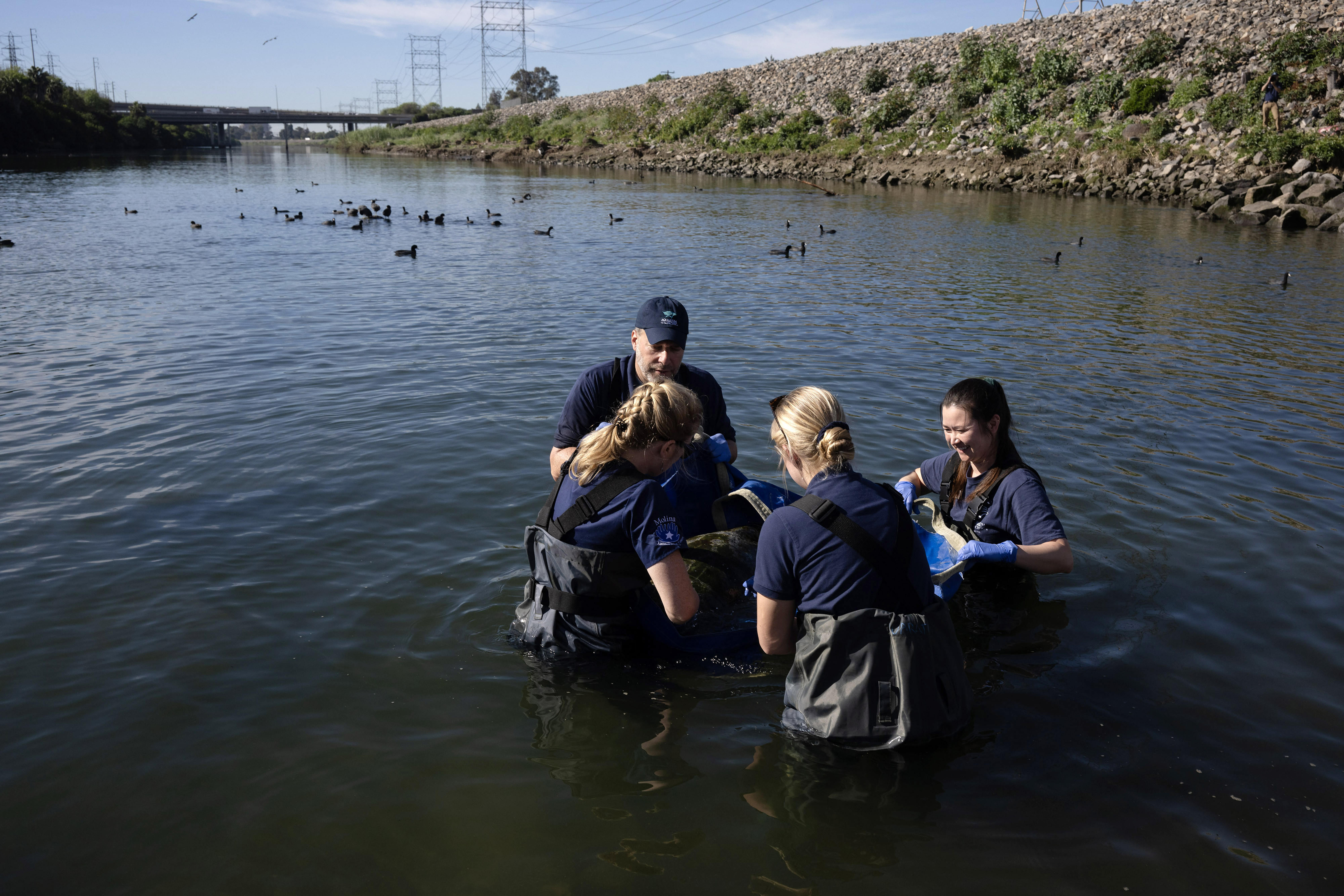 Aquarium of the Pacific staff release Porkchop, a three-finned sea...
