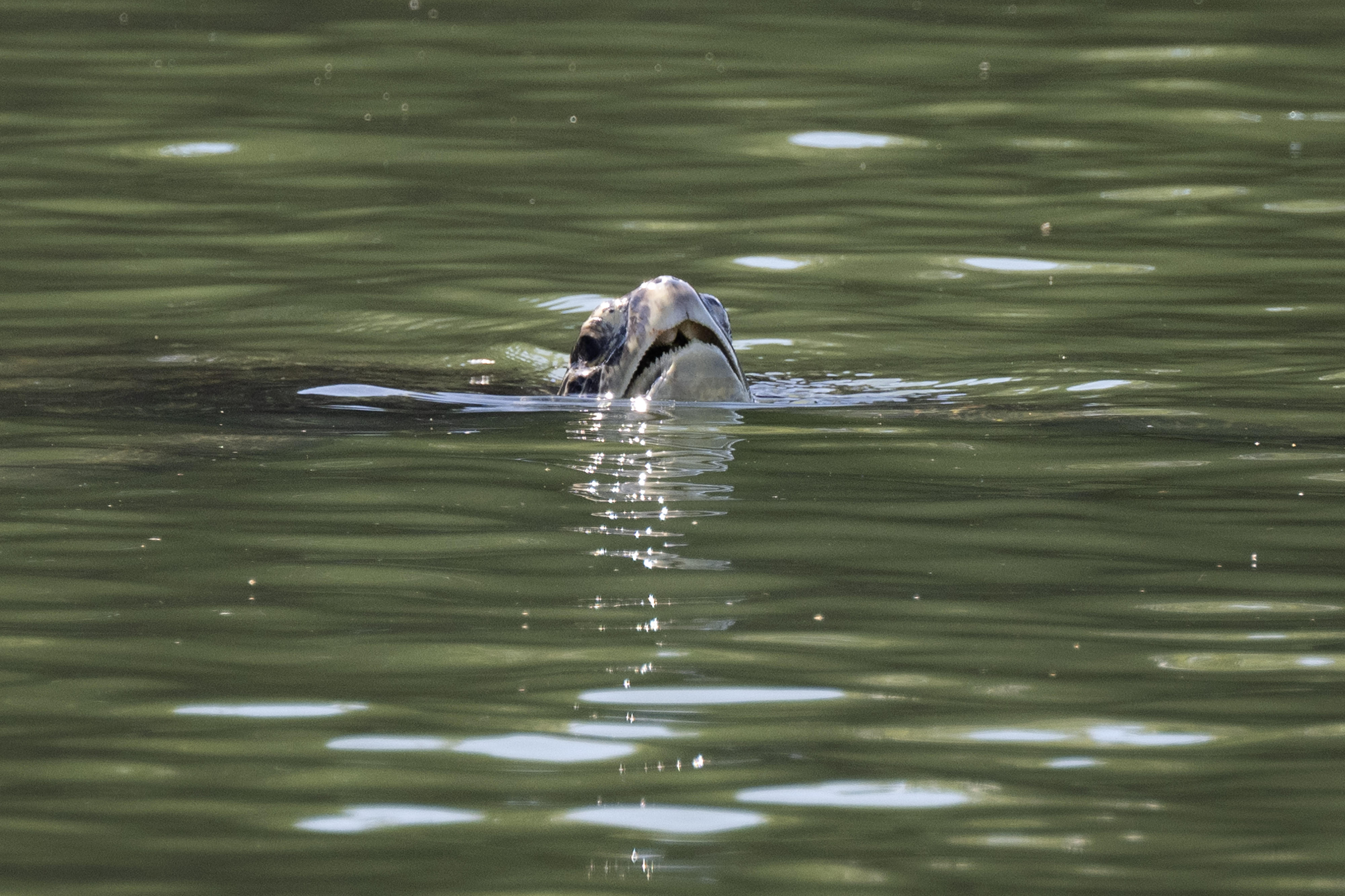 Porkchop, a three-finned sea turtle that was rescued and rehabilitated...